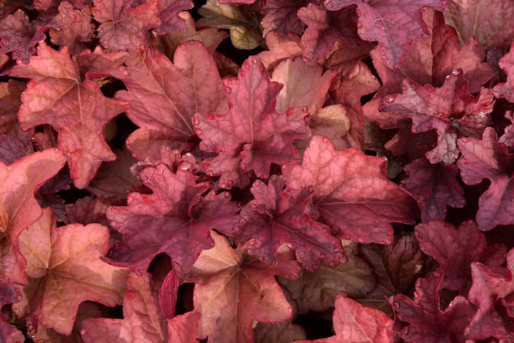 Heuchera 'Berry Smoothie' ® ---